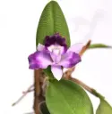 Katleia (Cattleya Hybride großblumig)