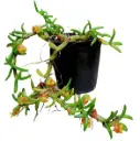 Kaunis urnkäpp (Mediocalcar decoratum)