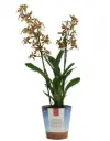 Kolmanaara (Colmanara) ' Cheetah Siver'