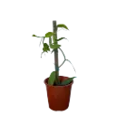 Kuninglik vanill (Vanilla imperialis) P8/15cm