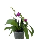 Kuuking 'Dora Blue' 2v