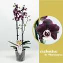 Kuuking 'Exclusive Dark Red/Black' 2v P12/55cm