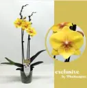 Kuuking 'Exclusive Gloria' 2v P12/60