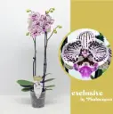Kuuking 'Exclusive Zoe' 2v P12/60cm