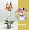 Kuuking 'Exclusive orange' 2v P12/50cm