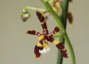 Kuuking 'Mannii Dark'