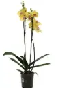 Kuuking 'Miraflore' 2v P12/65cm