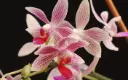 Kuuking 'Phal maculata x equestris'