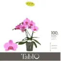 Kuuking 'Tablo Pink Lady' 2v P12/40