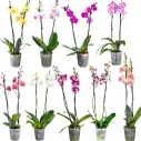 Kuuking 'VG Orchids' mix 2v P12/55cm