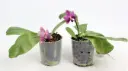 Kuuking 'Violet Stripe' P9/10cm