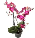 Kuuking Aromio 'Floral' 2v P12/35cm