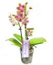 Kuuking Aromio 'Spring' 2v P7/25cm