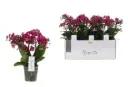 Kuuking Boquetto 'Temptation' 3-5v P12/35cm