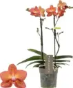 Kuuking Exclusivo 'Eos' 2v P12/45cm