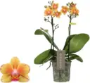 Kuuking Exclusivo 'Juno' 2v P12/45cm