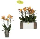 Kuuking Exclusivo 'Las Vegas' 2v P12/45cm