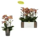Kuuking Exclusivo 'Monaco Gold' 2v P12/45cm