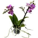 Kuuking Exclusivo 'Violet Queen' 2v P12/45cm