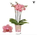 Kuuking Kolibri 'Orange Pirate Picotee' 4v P12/50