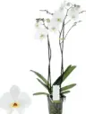 Kuuking Maistro 'Beethoven' 2v P12/60cm