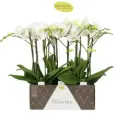 Kuuking Maistro 'Mozart' 2v P12/60cm