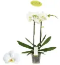 Kuuking Maistro 'Verdi' 2v P12/60cm