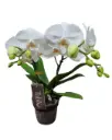 Kuuking Multiflora 'Optiflor White' 2v P12/45cm