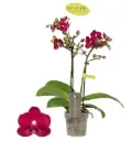 Kuuking Optifriend 'Lola' 2v P7/25cm