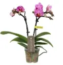 Kuuking Optifriend 'Lotte' 2v P7/25cm