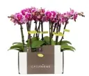 Kuuking Optifriend 'Nikki' 2v P7/25cm