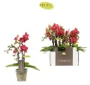Kuuking Optifriend 'Rosa' 2v P7/25cm