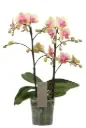 Kuuking Optimost 'Belle Helene' 2v P12/35cm 