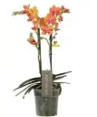 Kuuking Optimost 'Paprika' 2v P12/45cm