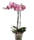 Kuuking Optistar 'Madonna' 2v P12/60cm 
