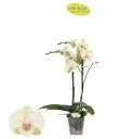 Kuuking Optistar 'Turner' 2v P12/60cm 
