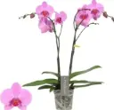 Kuuking Optistar 'Yoko' 2v P12/60cm 