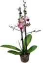 Kuuking Phalaenova Dark pink/white 2v P12/45