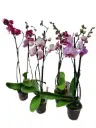 Kuuking Pink mix v2 P12/60cm