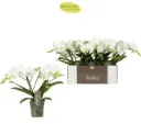 Kuuking Tablo 'Champagne' white 2v P12/40cm