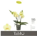 Kuuking Tablo 'Limoncello' 2v P12/40cm