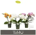 Kuuking Tablo mix 2v P12/40cm