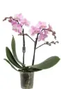 Kuuking'Beaution' 3v P12/45cm
