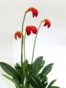 Leegitsev pöialpaslik (Masdevallia ignea)
