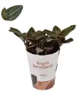 Ludiisia P9cm/15cm