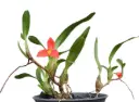 Lõugkäpp (Maxillaria sophronites)