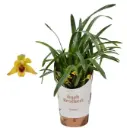 Lõugkäpp (Maxillaria) 3v P9/25cm