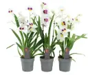 Miltoonik 'Herralexandre' 2v P12/40cm