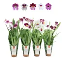 Miltoonik (Miltoniopsis) mix 'Luxury jungle cover' 2v P9/35cm