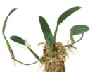 Mugulleht (Bulbophyllum ambrosia)